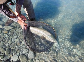 Fly fishing trout in beautiful New Zealand