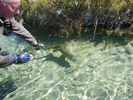 Fly fishing trout in beautiful New Zealand