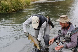 Fly fishing trout in beautiful New Zealand