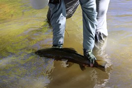 Catch and release trout in New Zealand