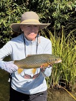 Fly fishing trout in beautiful New Zealand