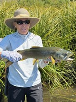Fly fishing trout in beautiful New Zealand