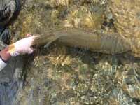 Releasing the trout back into the river photo.