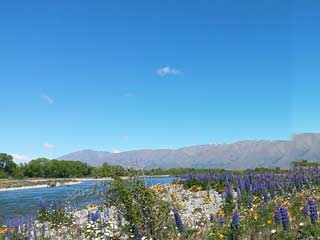 Flowering lupins on the Tekapo River bed.