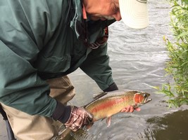 Fly fishing trout in beautiful New Zealand