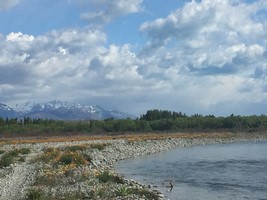 Fly fishing trout in beautiful New Zealand