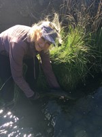 Fly fishing trout in beautiful New Zealand