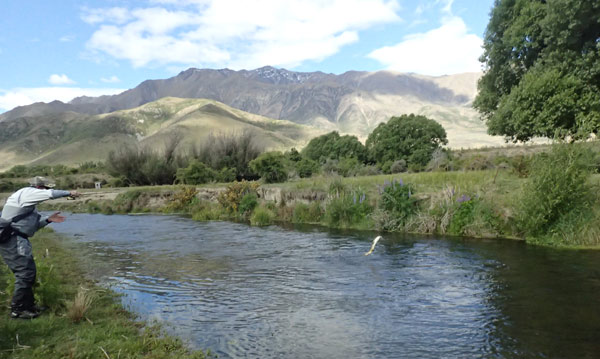 Fly fishing trout in beautiful New Zealand