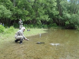 Fly fishing trout in beautiful New Zealand