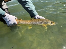 Fly fishing trout in beautiful New Zealand