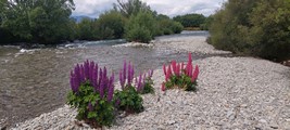 Fly fishing trout in beautiful New Zealand